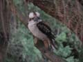 Punk Kookaburra